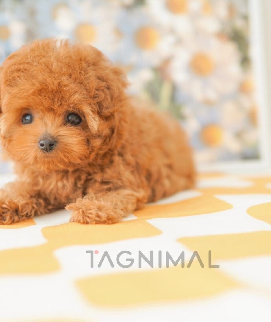 Poodle puppy for sale, dog for sale at Tagnimal