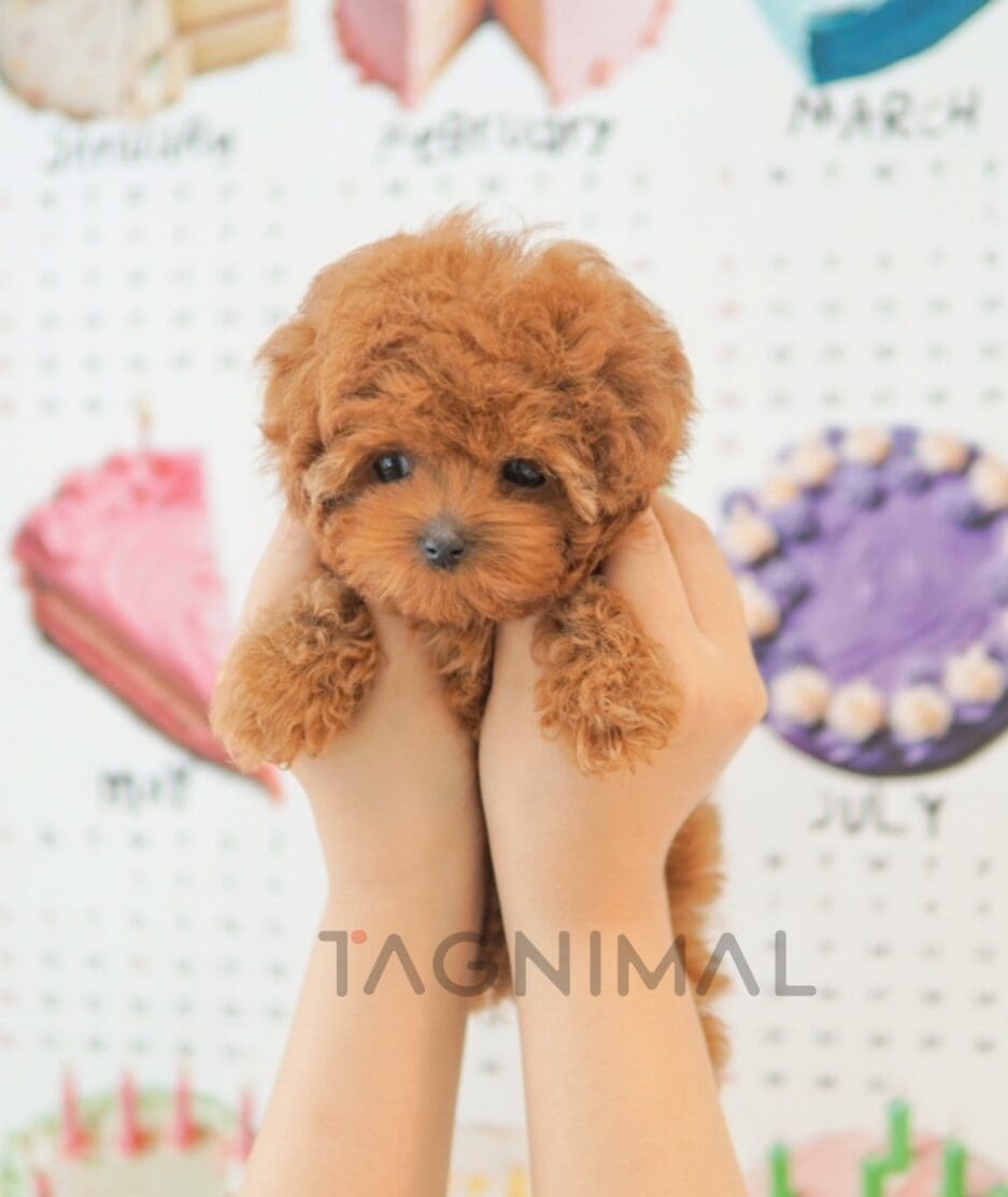 Poodle puppy for sale, dog for sale at Tagnimal