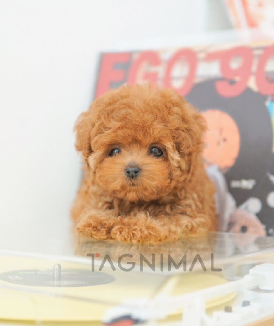 Poodle puppy for sale, dog for sale at Tagnimal