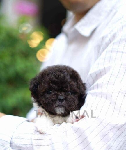 Poodle puppy for sale, dog for sale at Tagnimal