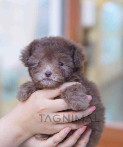 Poodle puppy for sale, dog for sale at Tagnimal