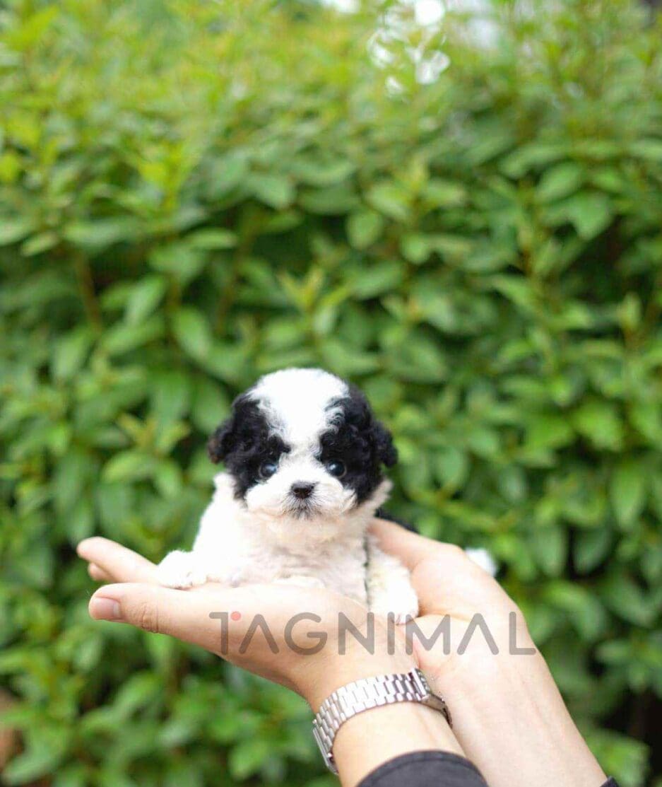 Poodle puppy for sale, dog for sale at Tagnimal