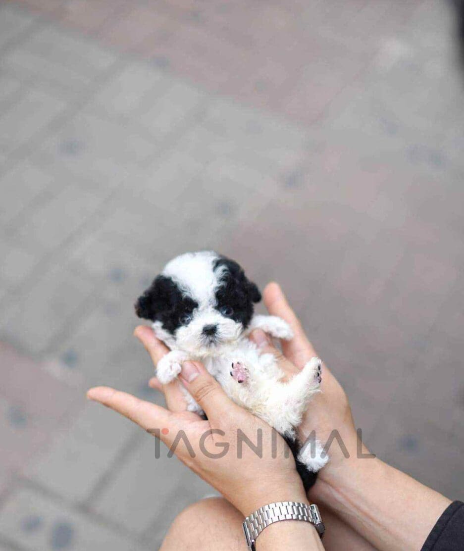 Poodle puppy for sale, dog for sale at Tagnimal