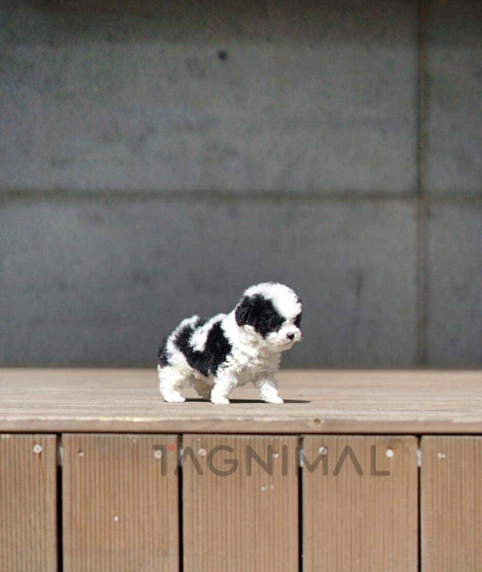 Poodle puppy for sale, dog for sale at Tagnimal