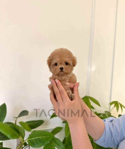 Poodle puppy for sale, dog for sale at Tagnimal