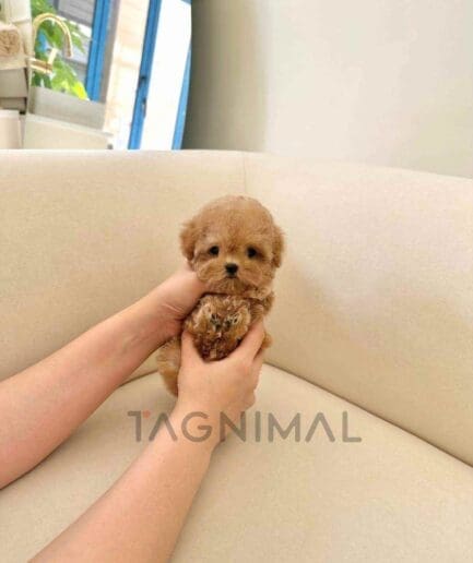 Poodle puppy for sale, dog for sale at Tagnimal