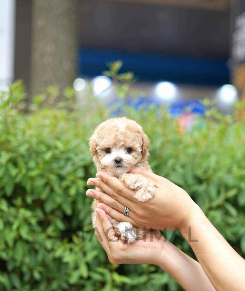 Poodle puppy for sale, dog for sale at Tagnimal