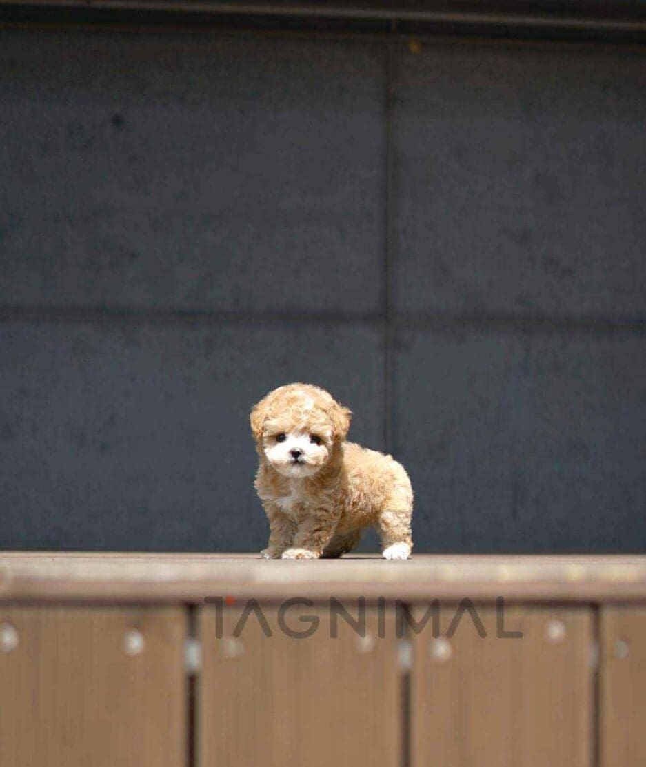 Poodle puppy for sale, dog for sale at Tagnimal