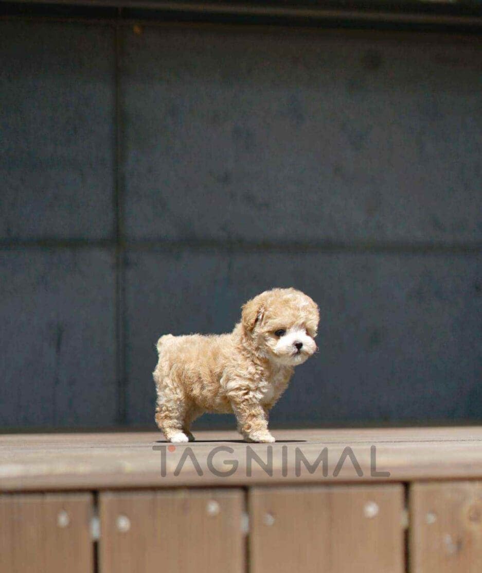 Poodle puppy for sale, dog for sale at Tagnimal