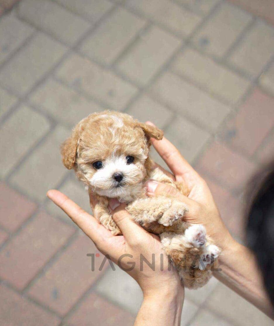 Poodle puppy for sale, dog for sale at Tagnimal