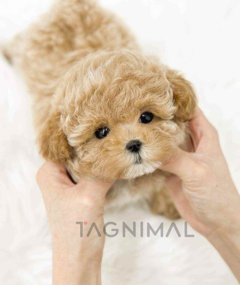 Poodle puppy for sale, dog for sale at Tagnimal