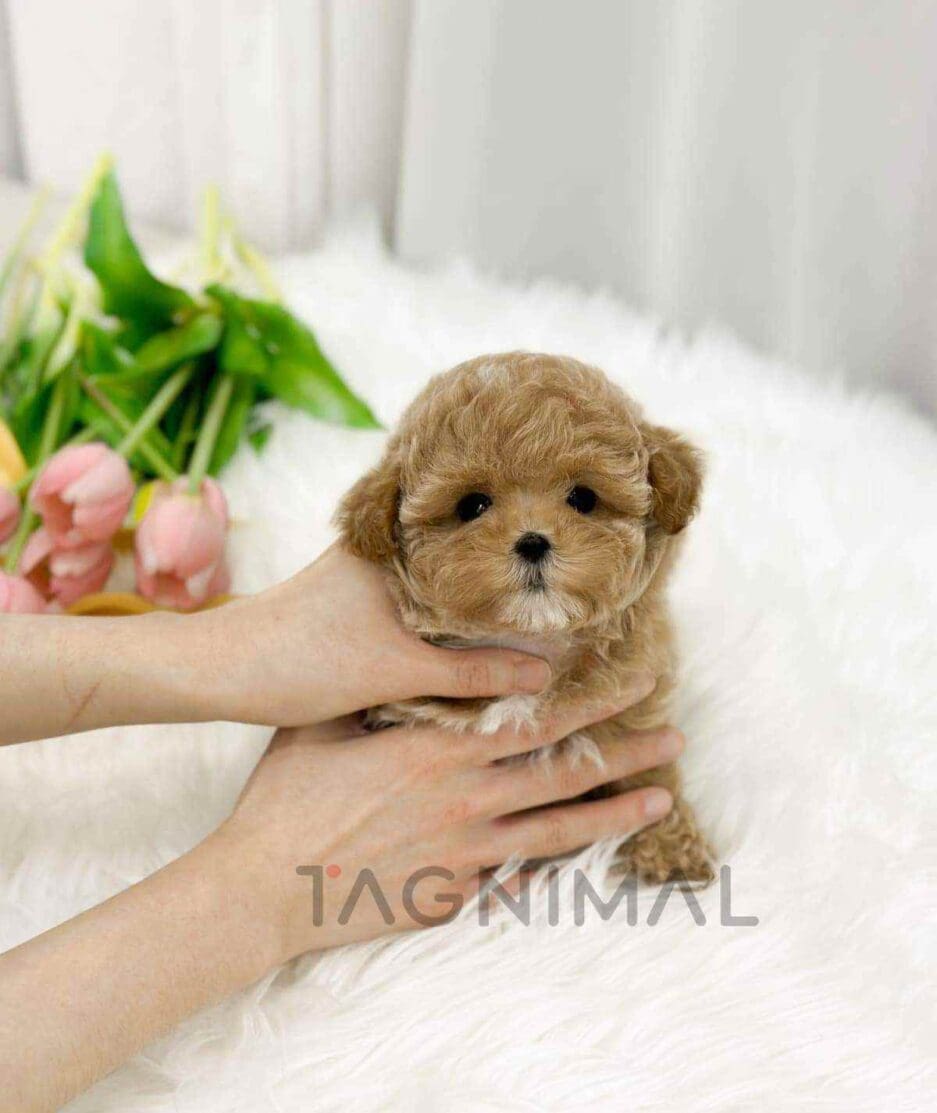 Poodle puppy for sale, dog for sale at Tagnimal