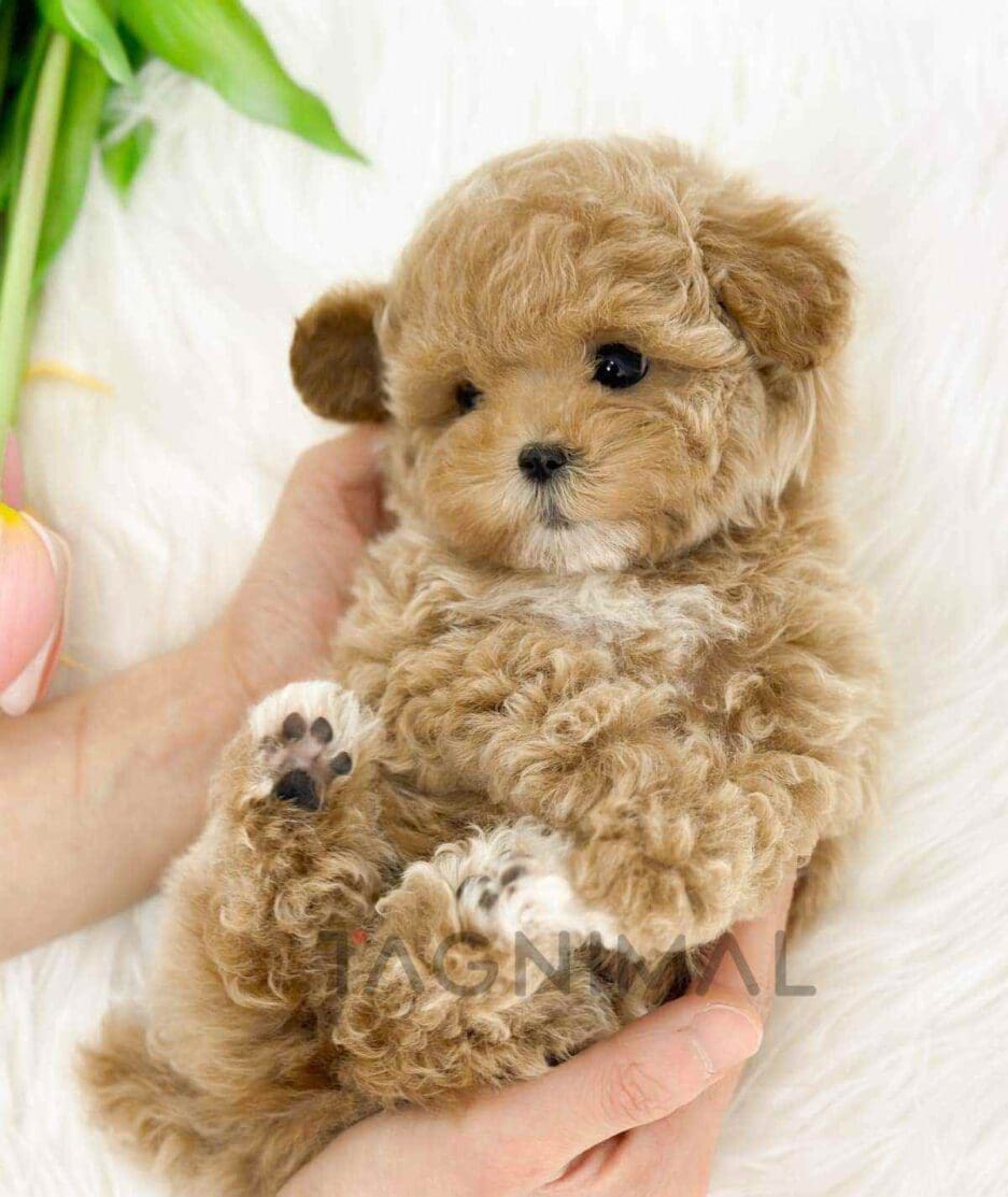 Poodle puppy for sale, dog for sale at Tagnimal