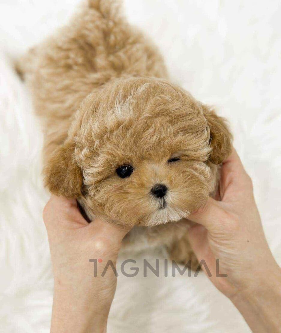 Poodle puppy for sale, dog for sale at Tagnimal