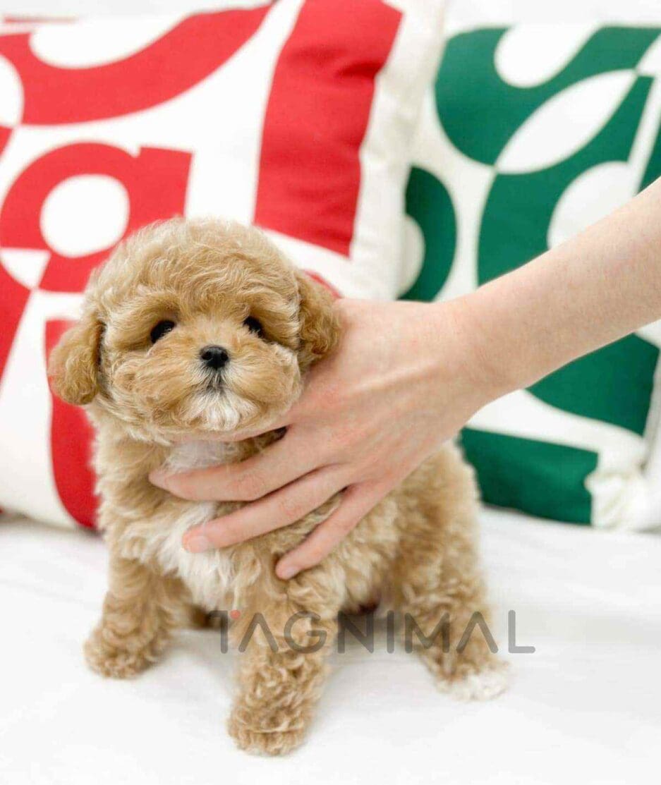 Poodle puppy for sale, dog for sale at Tagnimal