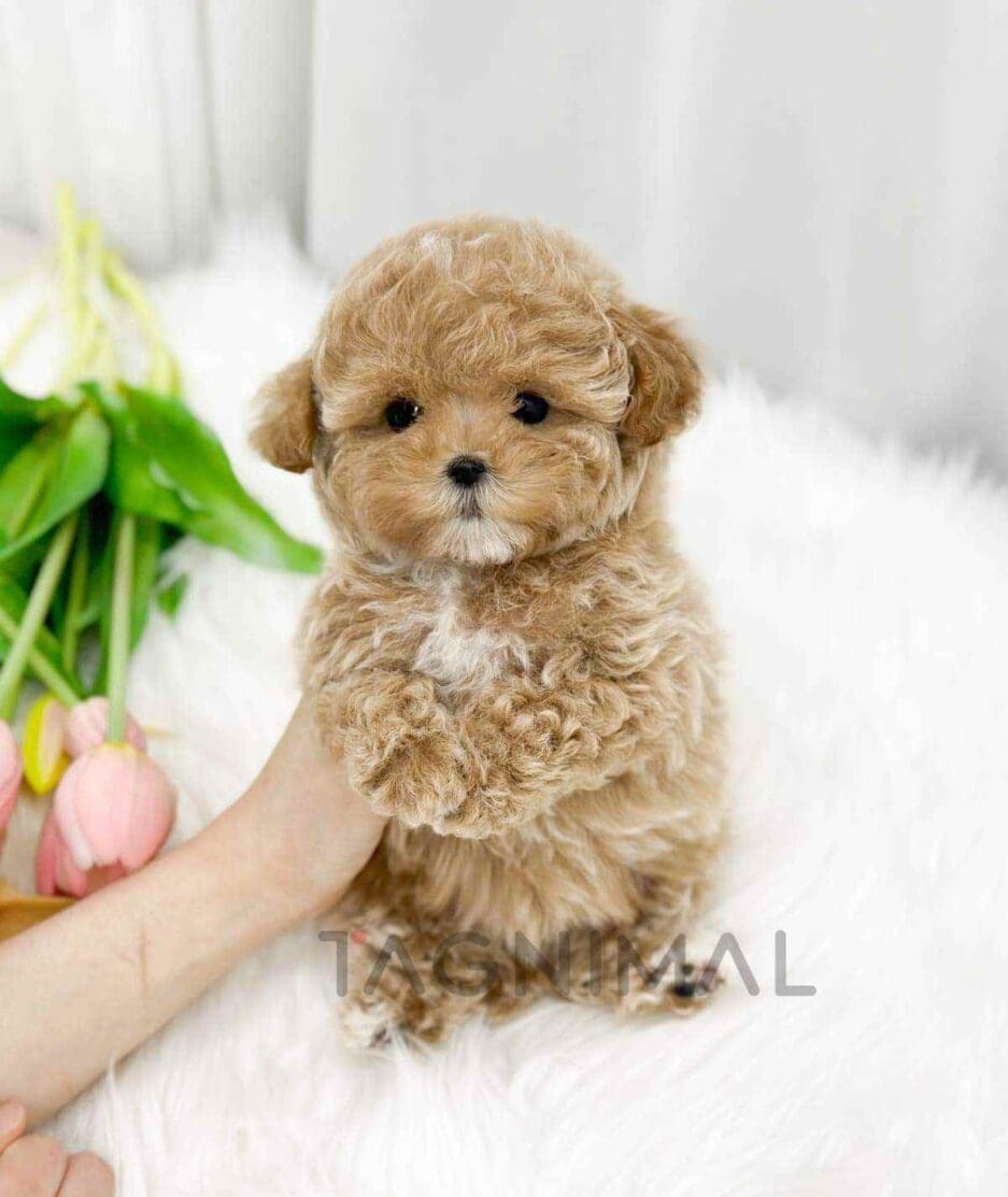 Poodle puppy for sale, dog for sale at Tagnimal