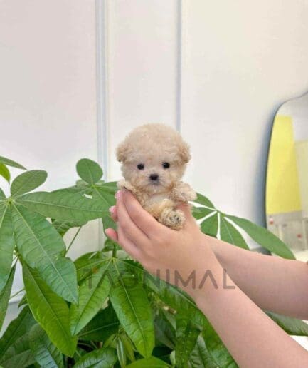 Poodle puppy for sale, dog for sale at Tagnimal