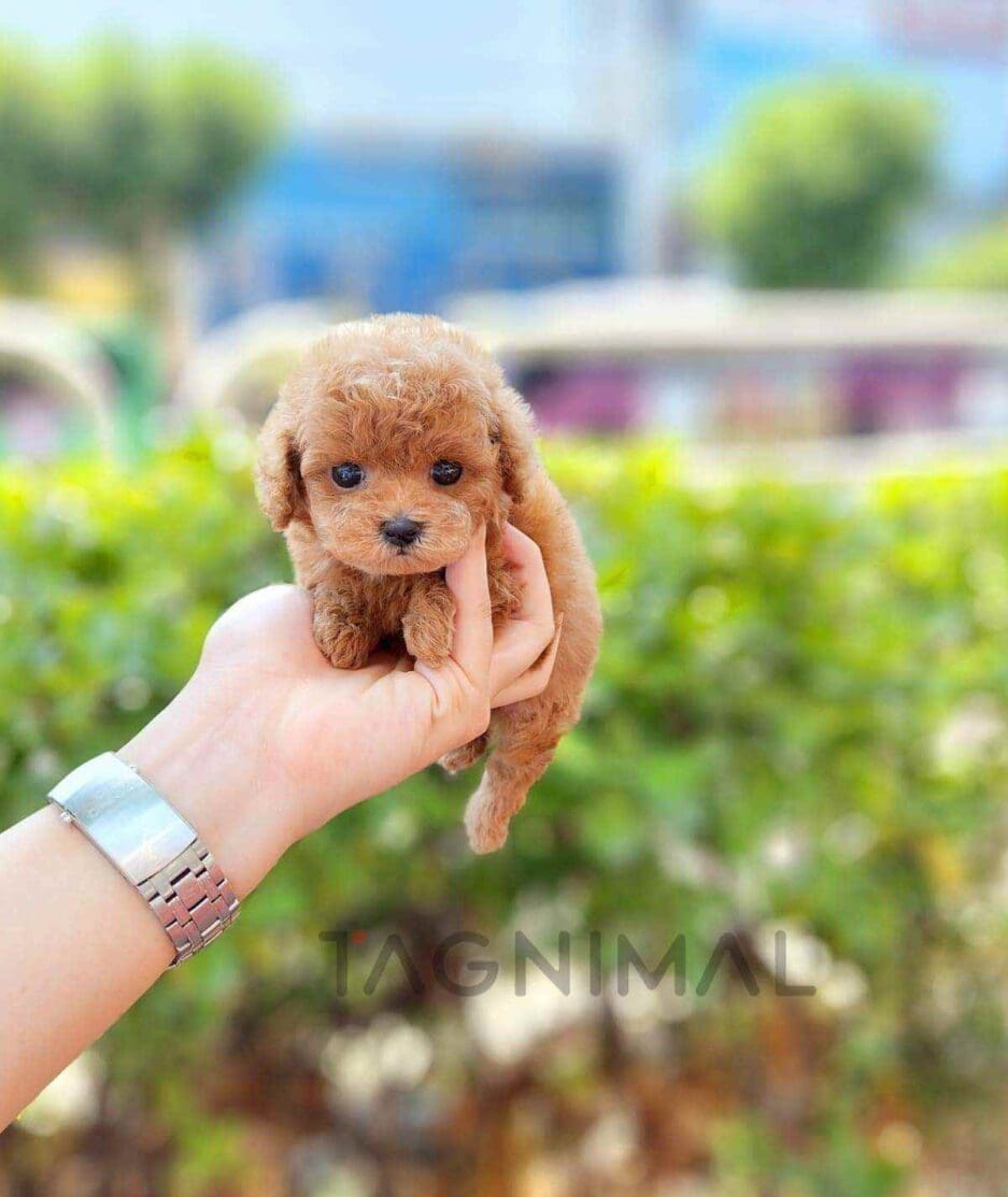 Poodle puppy for sale, dog for sale at Tagnimal