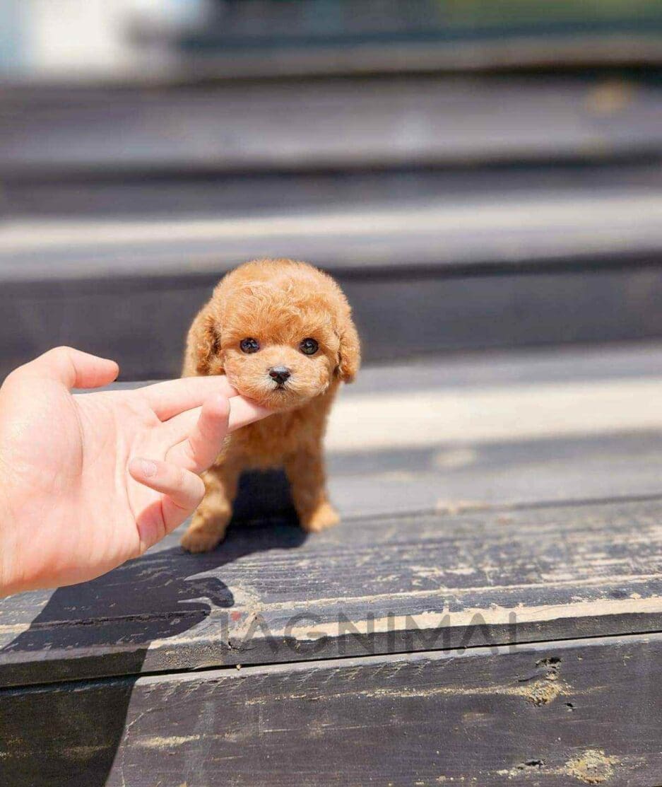 Poodle puppy for sale, dog for sale at Tagnimal