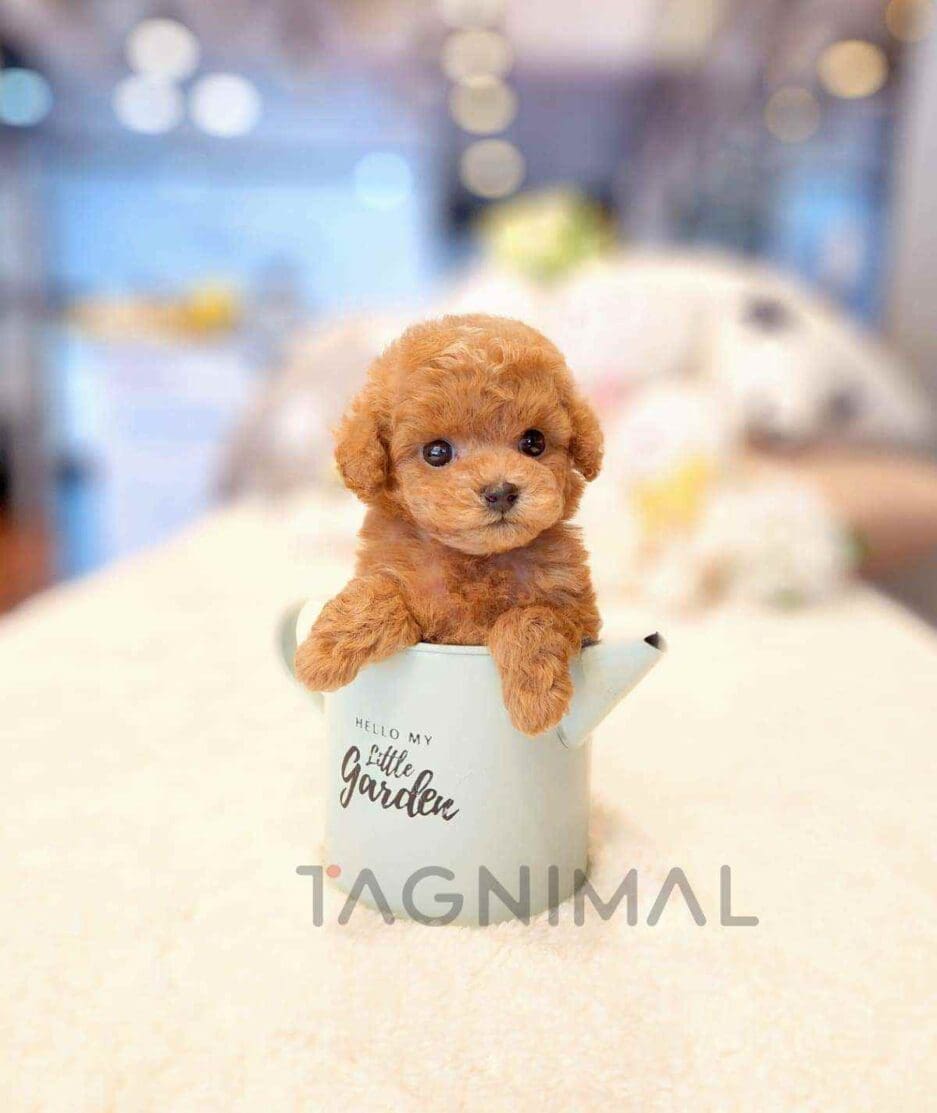 Poodle puppy for sale, dog for sale at Tagnimal