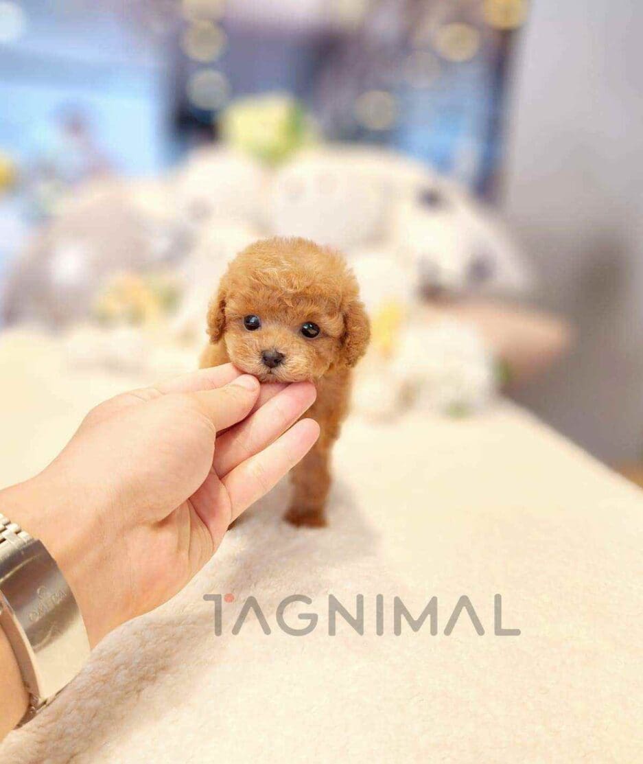 Poodle puppy for sale, dog for sale at Tagnimal