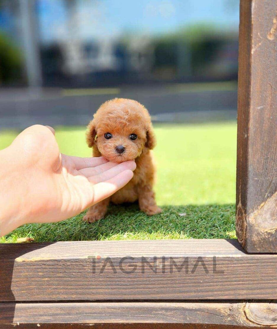 Poodle puppy for sale, dog for sale at Tagnimal