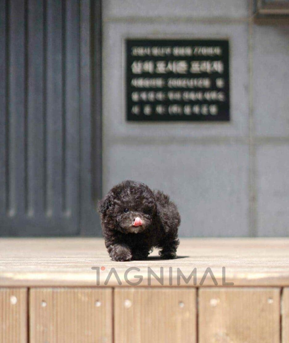 Poodle puppy for sale, dog for sale at Tagnimal