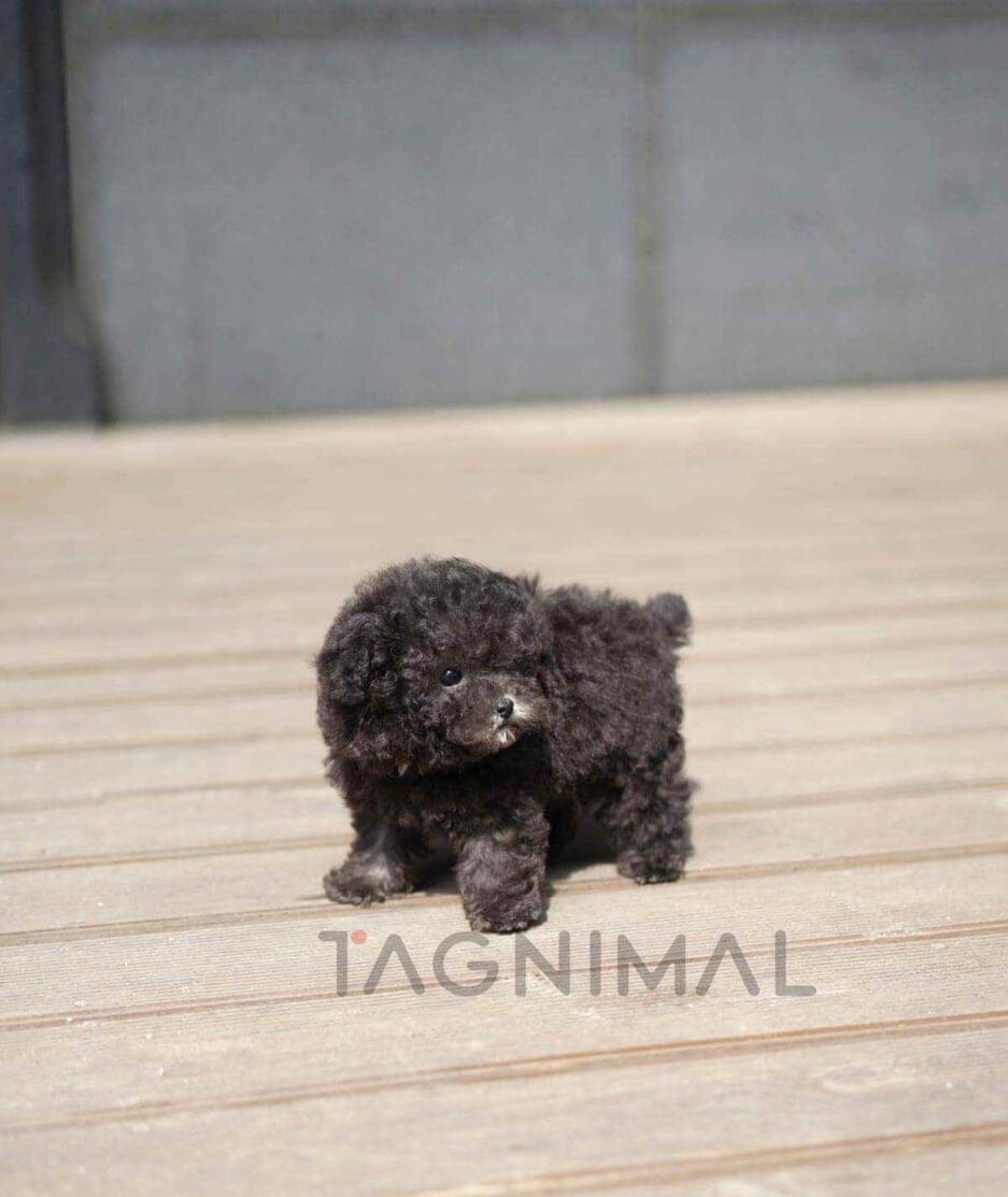 Poodle puppy for sale, dog for sale at Tagnimal