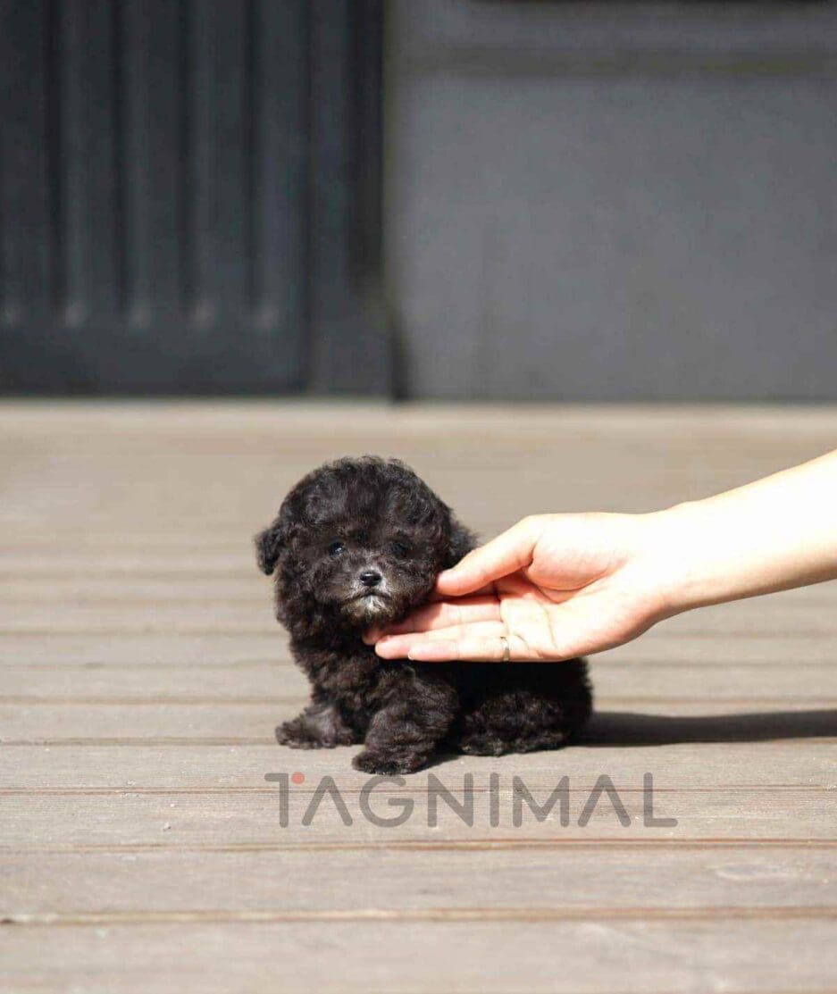 Poodle puppy for sale, dog for sale at Tagnimal