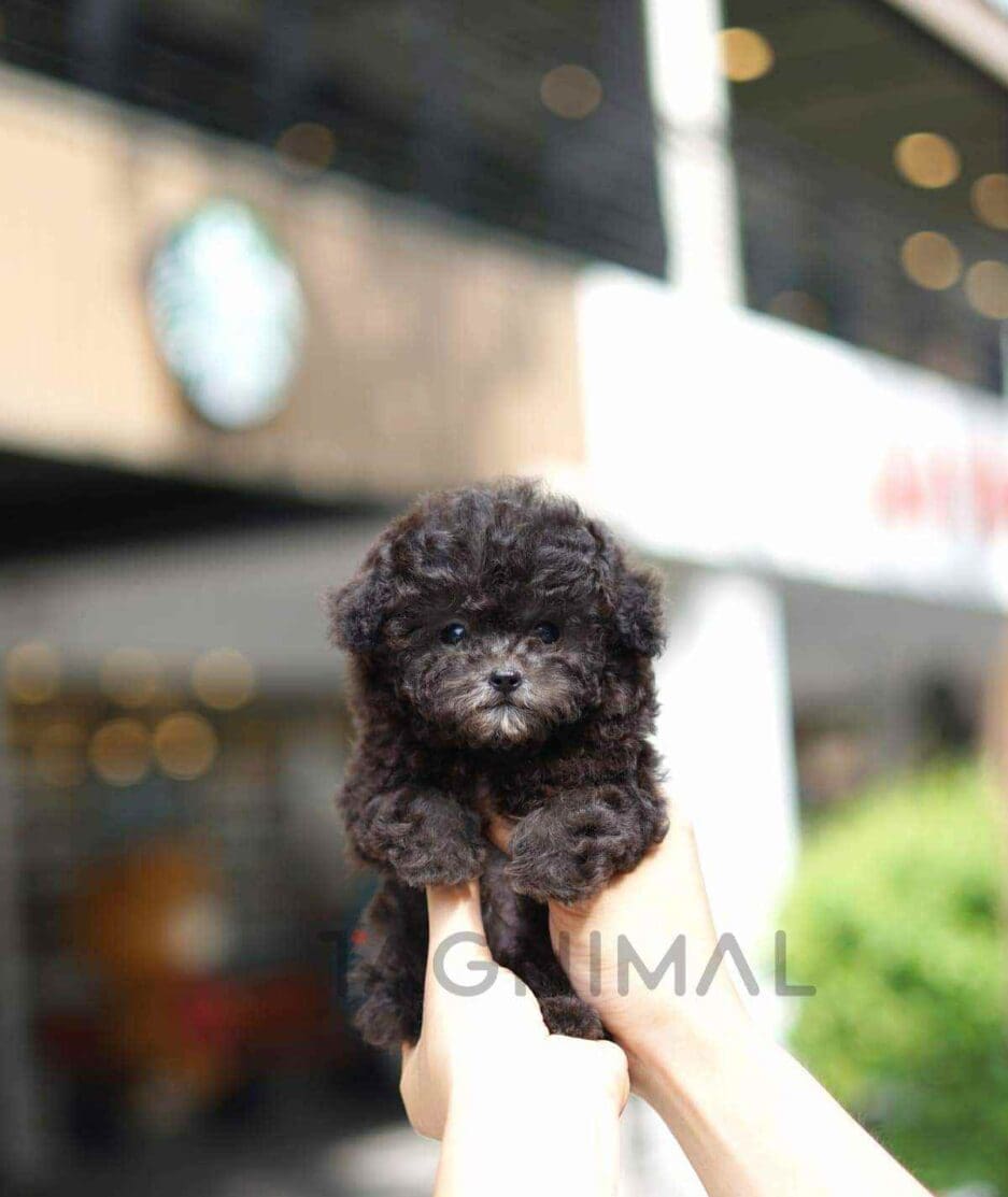 Poodle puppy for sale, dog for sale at Tagnimal