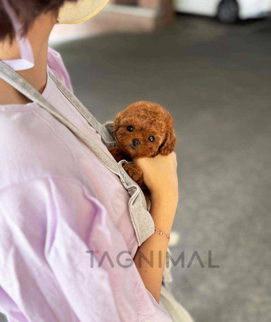 Poodle puppy for sale, dog for sale at Tagnimal