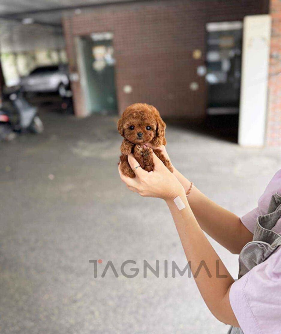 Poodle puppy for sale, dog for sale at Tagnimal