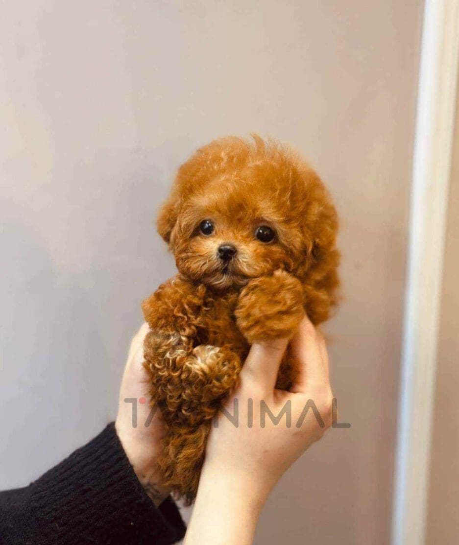 Poodle puppy for sale, dog for sale at Tagnimal