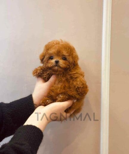 Poodle puppy for sale, dog for sale at Tagnimal