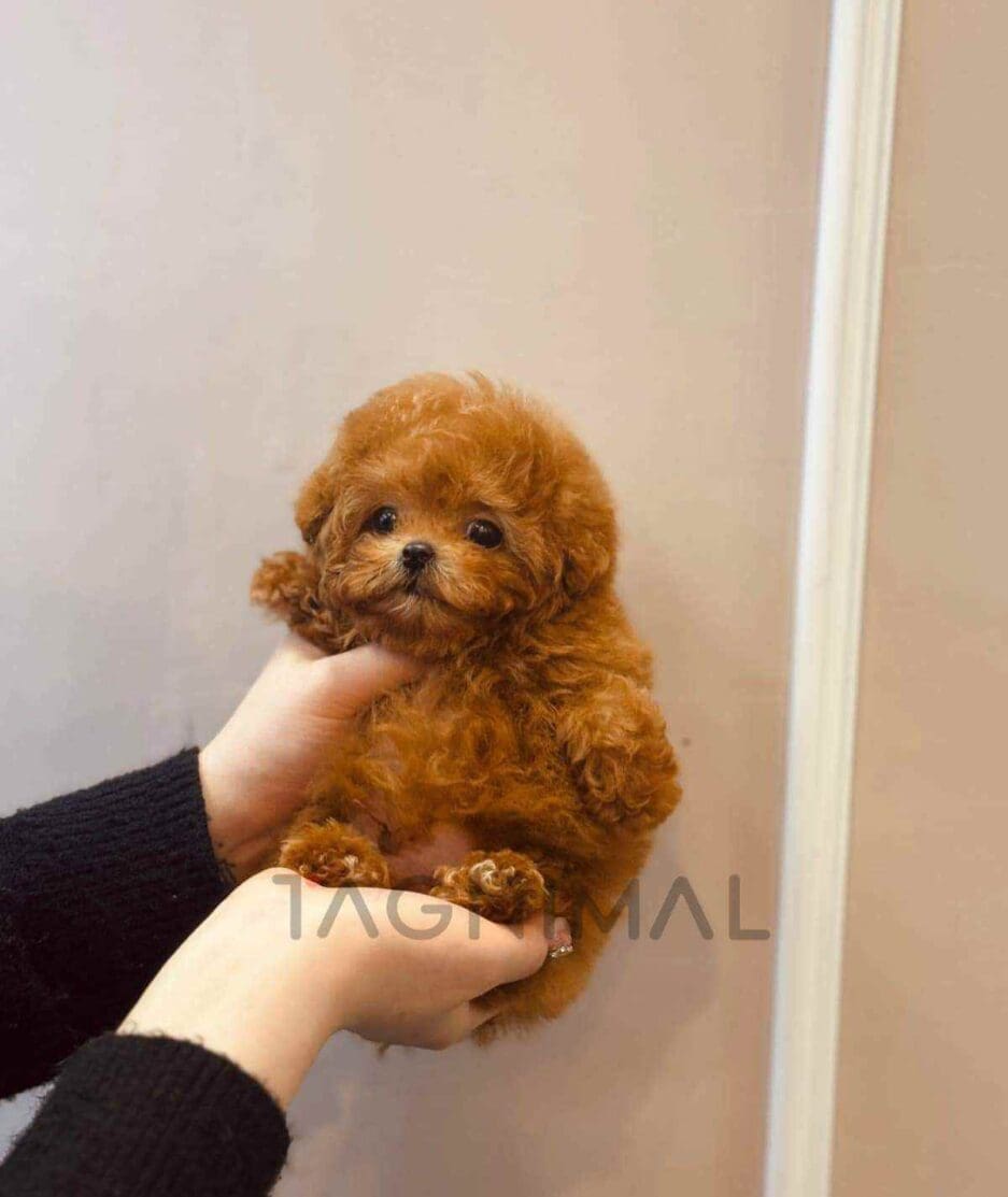 Poodle puppy for sale, dog for sale at Tagnimal