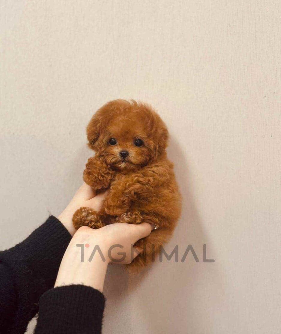 Poodle puppy for sale, dog for sale at Tagnimal