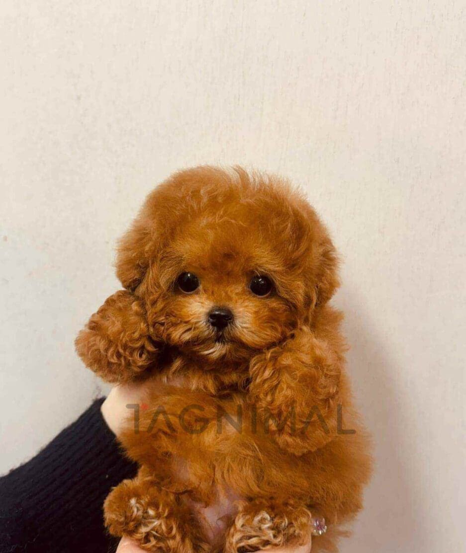 Poodle puppy for sale, dog for sale at Tagnimal