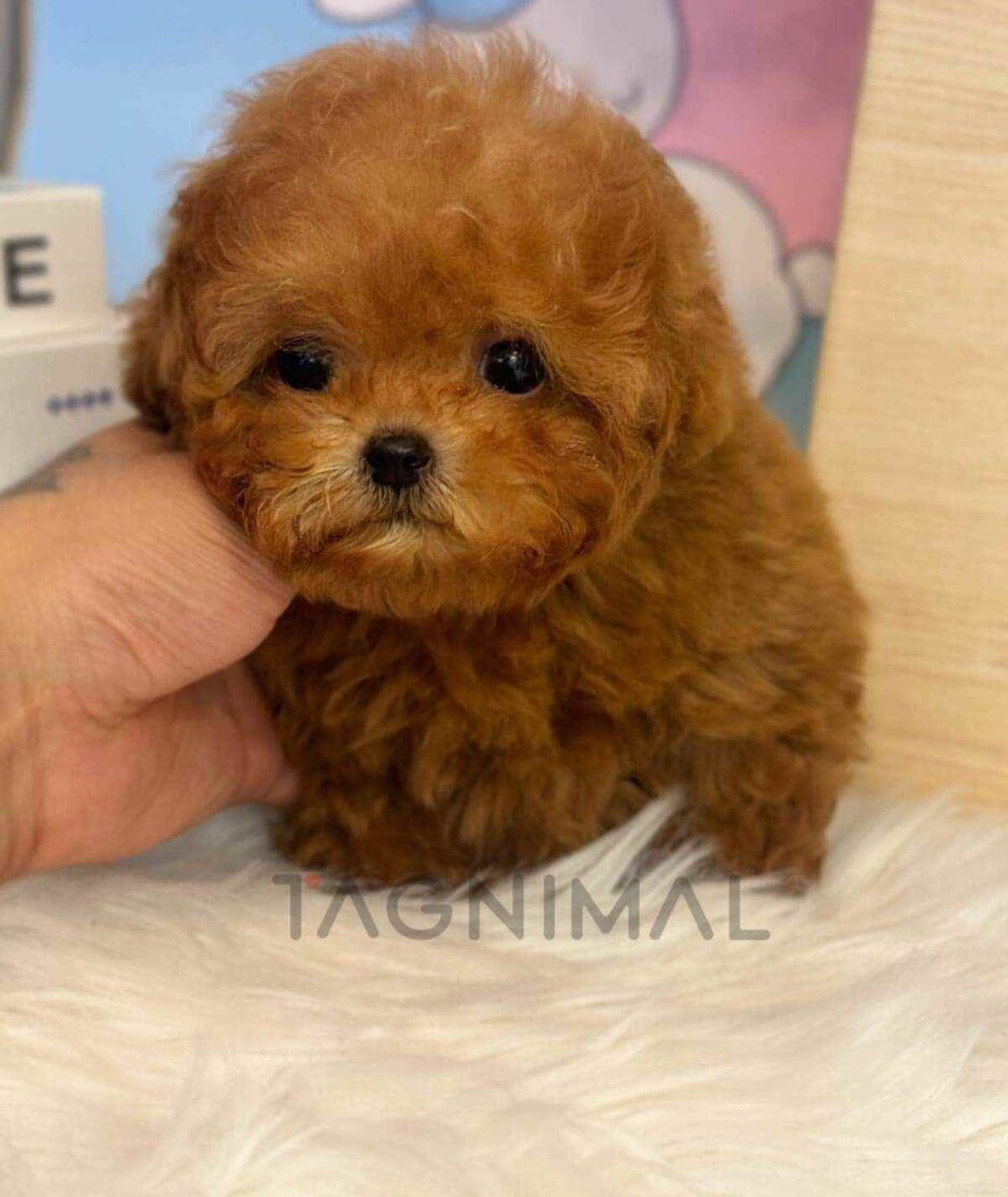 Poodle puppy for sale, dog for sale at Tagnimal