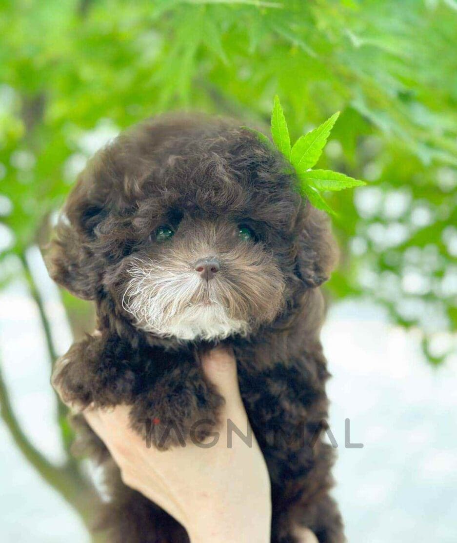 Poodle puppy for sale, dog for sale at Tagnimal