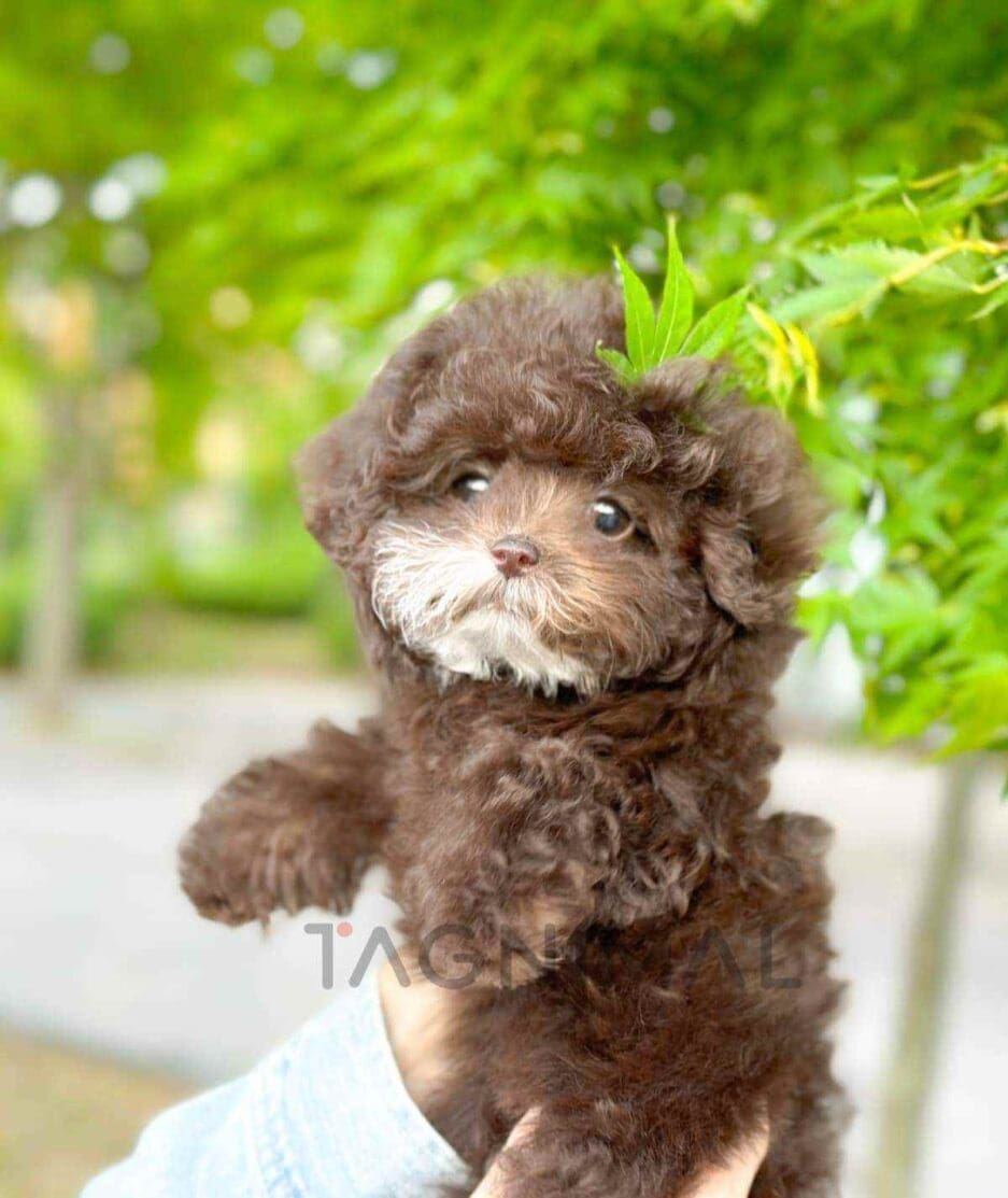 Poodle puppy for sale, dog for sale at Tagnimal