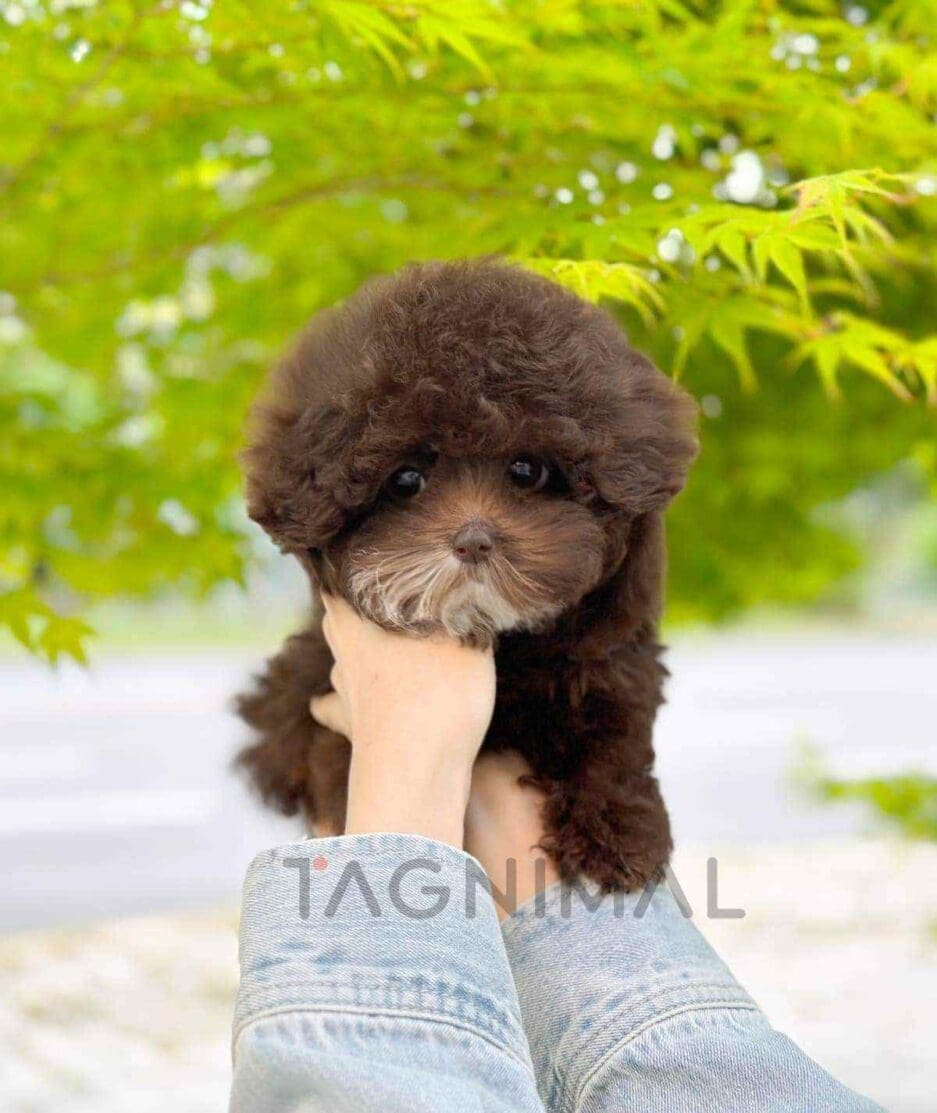 Poodle puppy for sale, dog for sale at Tagnimal