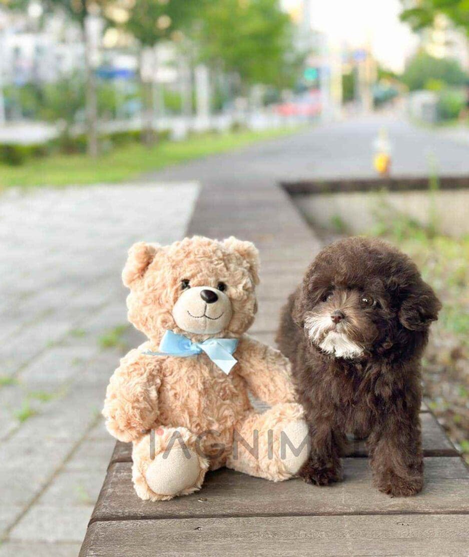 Poodle puppy for sale, dog for sale at Tagnimal