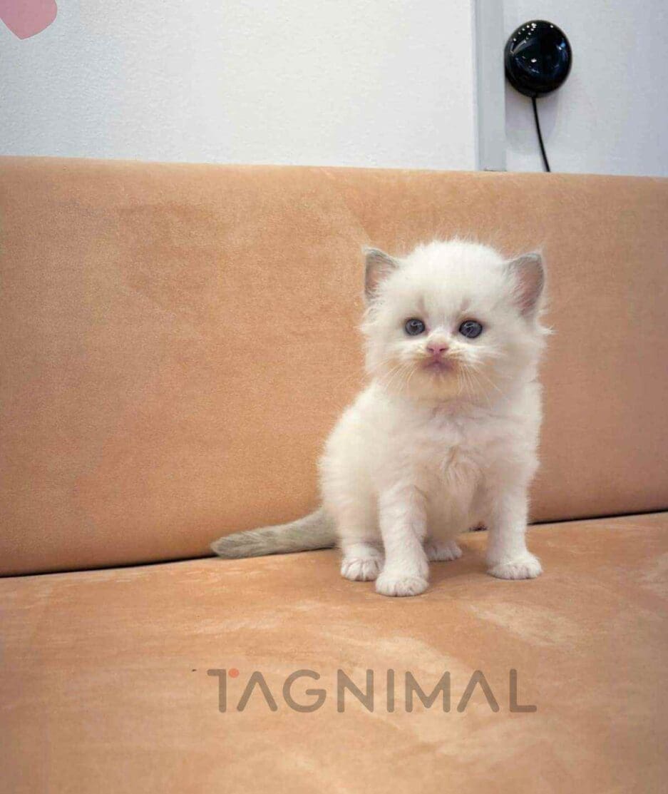 Ragdoll kitten for sale, cat for sale at Tagnimal