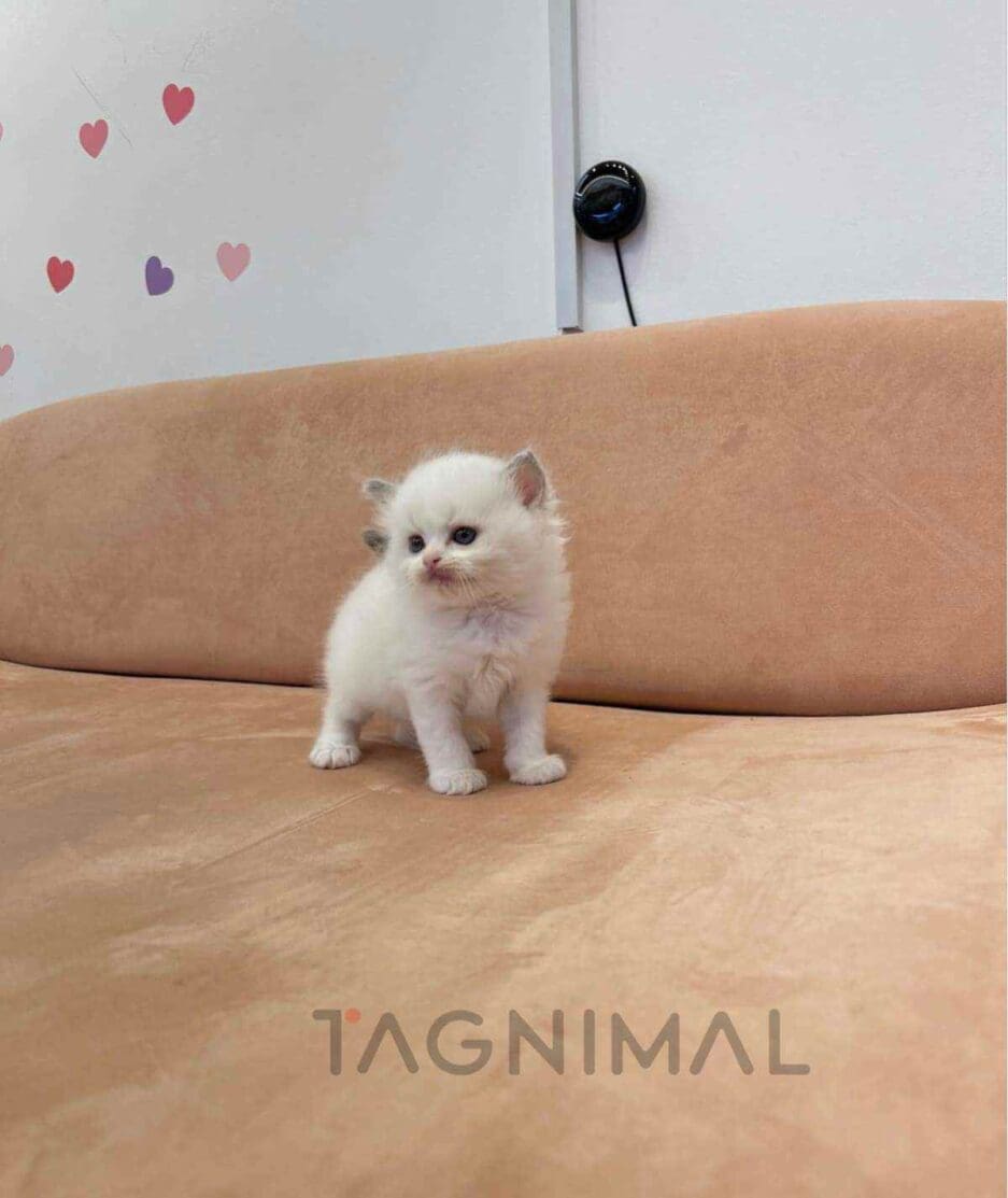 Ragdoll kitten for sale, cat for sale at Tagnimal