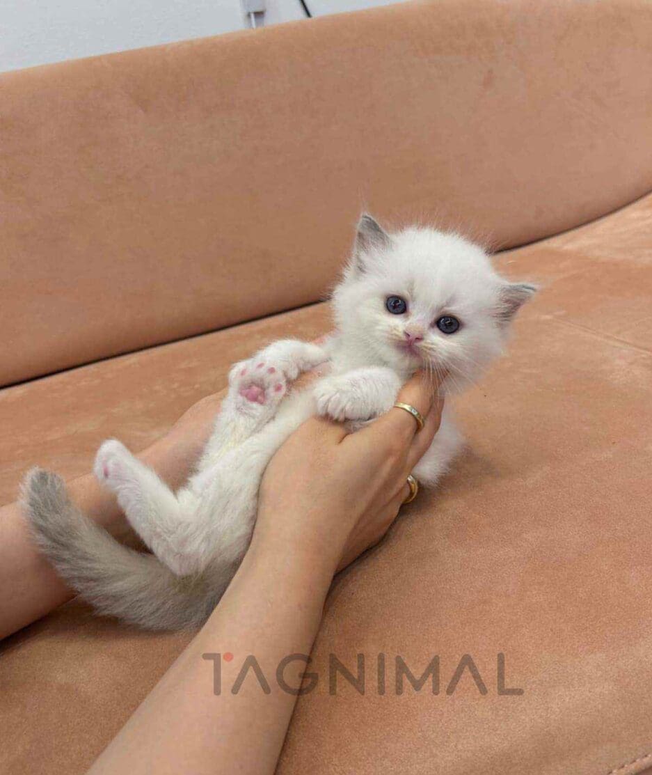 Ragdoll kitten for sale, cat for sale at Tagnimal