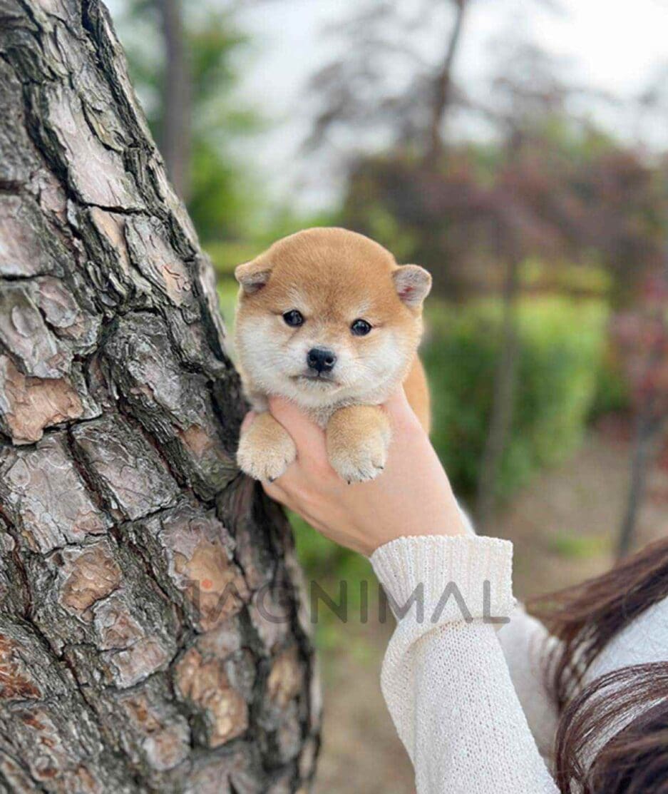 Shiba Inu puppy for sale, dog for sale at Tagnimal