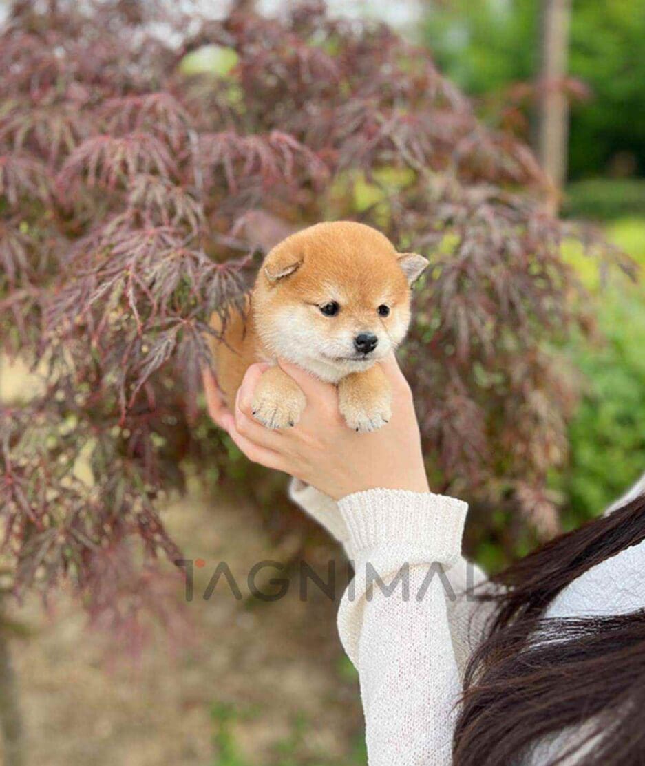 Shiba Inu puppy for sale, dog for sale at Tagnimal