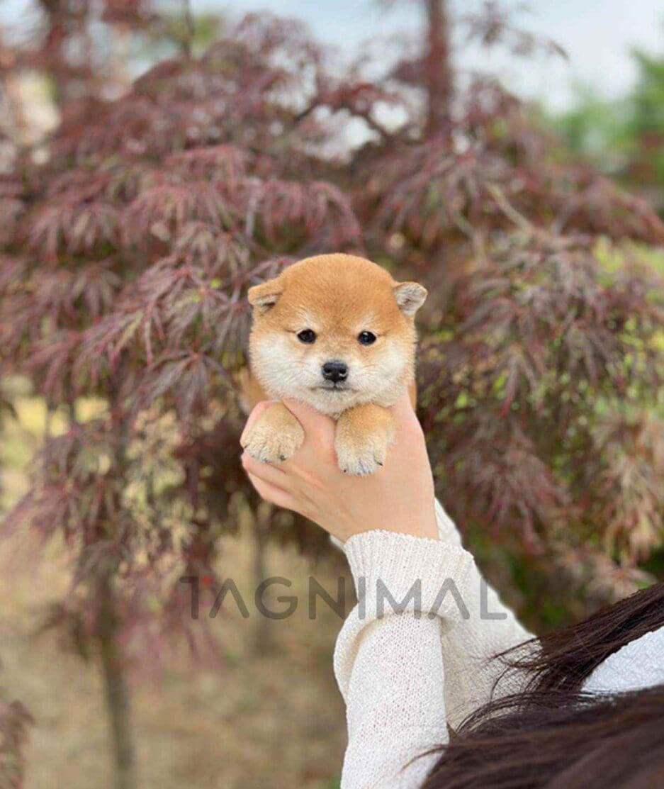 Shiba Inu puppy for sale, dog for sale at Tagnimal