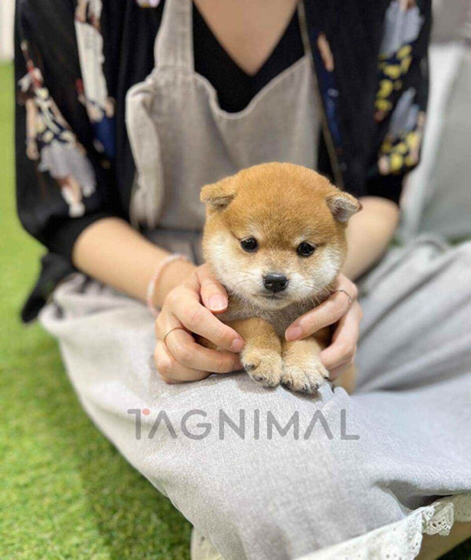 Shiba Inu puppy for sale, dog for sale at Tagnimal