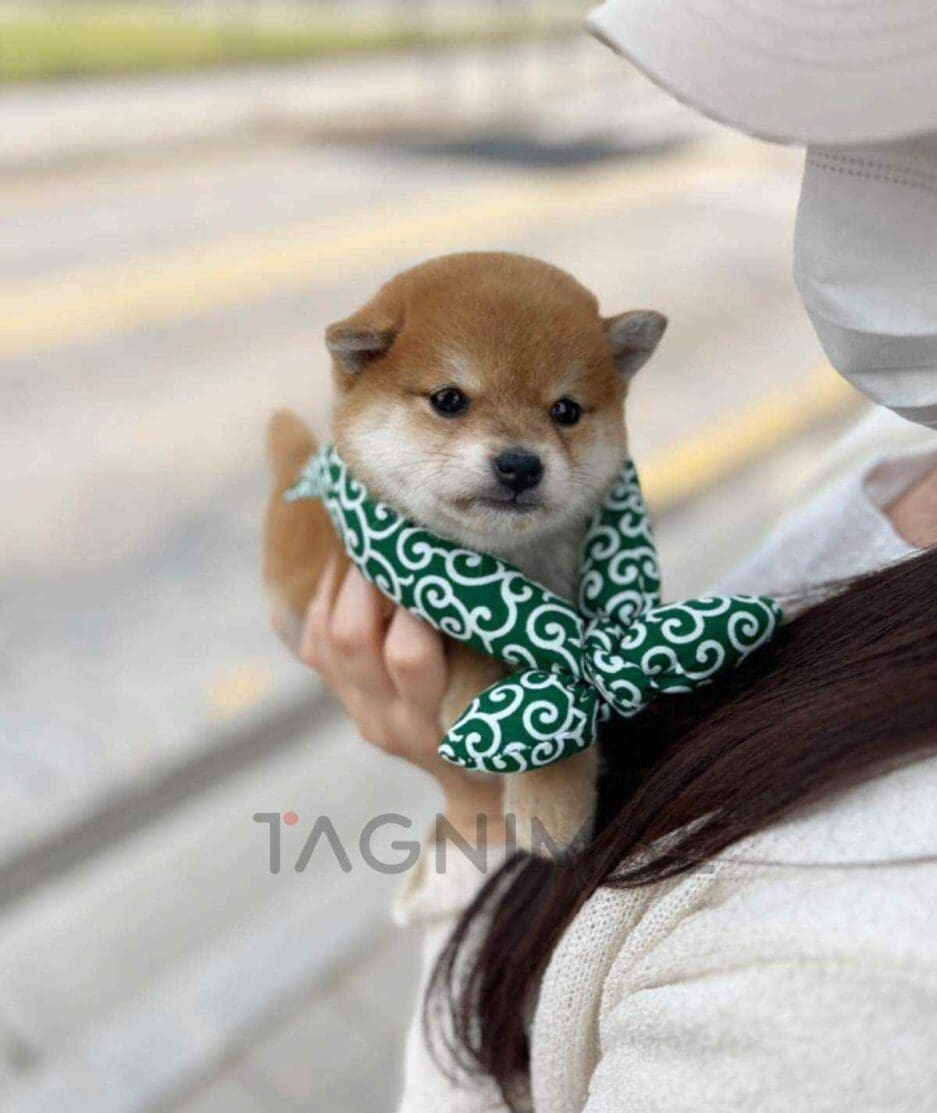 Shiba Inu puppy for sale, dog for sale at Tagnimal